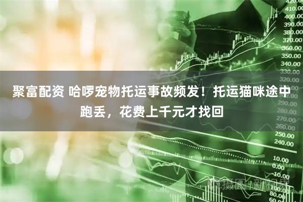 聚富配资 哈啰宠物托运事故频发！托运猫咪途中跑丢，花费上千元才找回